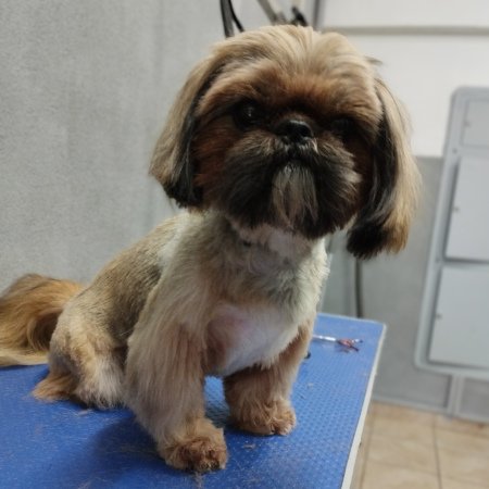 Piesek po pielęgnacji